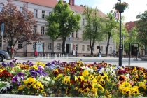 Urzd Miejski w Wolsztynie